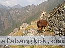 Machu-Picchu-020