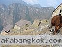 Machu-Picchu-021